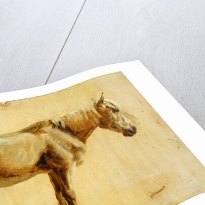 Study of a Grey Horse by Jacques-Laurent Agasse