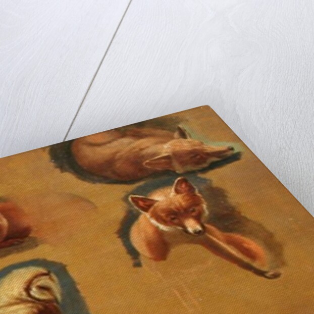 Studies of a Fox, a Barn Owl, a Peahen and a Young Man's Head by Jacques-Laurent Agasse