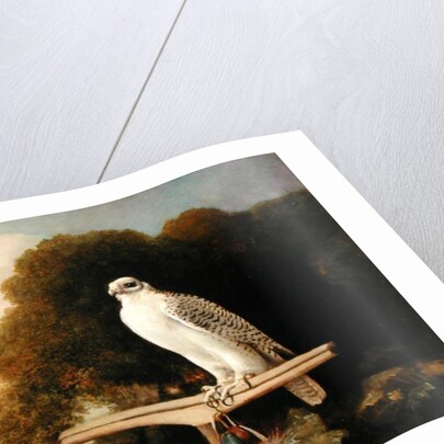 Greenland Falcon, 1780 by George Stubbs