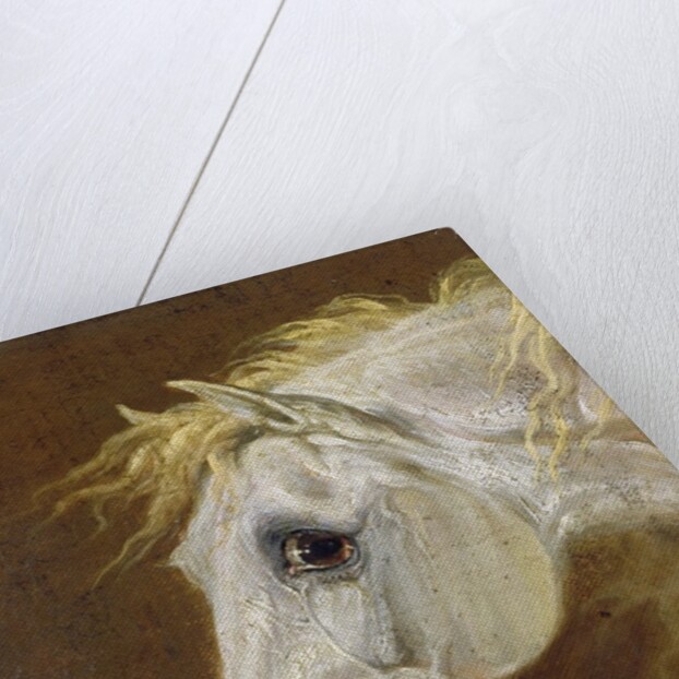 Head of a Grey Arabian Horse by Martin Theodore Ward