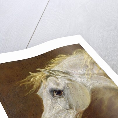 Head of a Grey Arabian Horse by Martin Theodore Ward