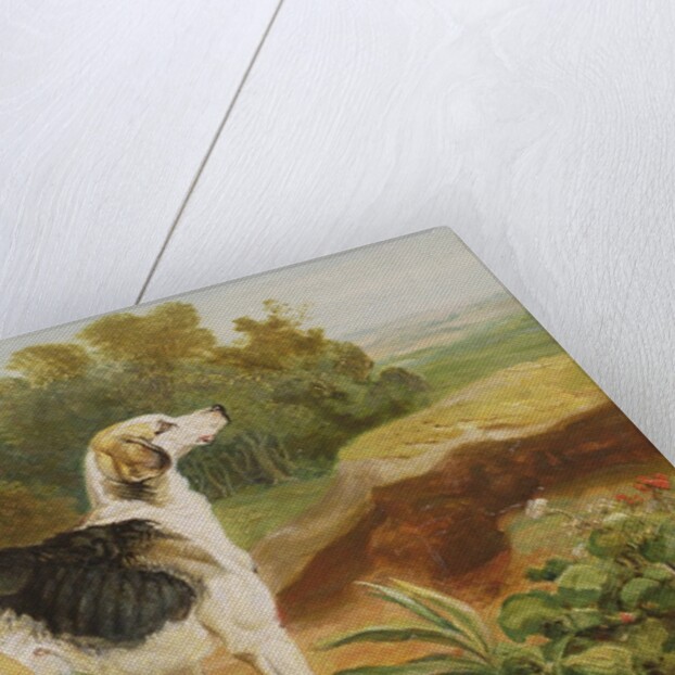 Ravager, one of the Lambton Hounds by James Ward