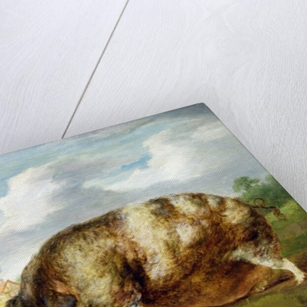 A Gloucestershire Old Spot by James Ward