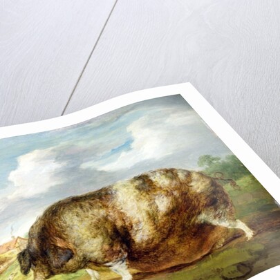 A Gloucestershire Old Spot by James Ward