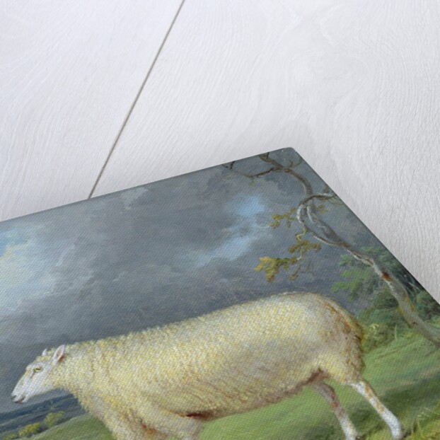 A Border Leicester Ewe by James Ward