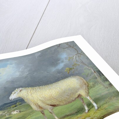 A Border Leicester Ewe by James Ward