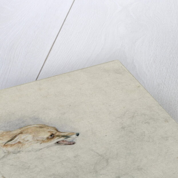 Study of a crouching Fox, facing right verso: faint sketch of fox's head and tail by John Frederick Lewis