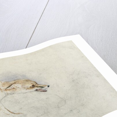 Study of a crouching Fox, facing right verso: faint sketch of fox's head and tail by John Frederick Lewis