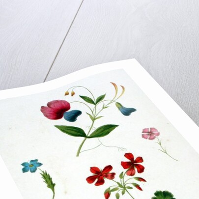 An illustration from 'A New Treatise on Flower Painting, or, Every Lady Her Own Drawing Master', 1816 by George Brookshaw