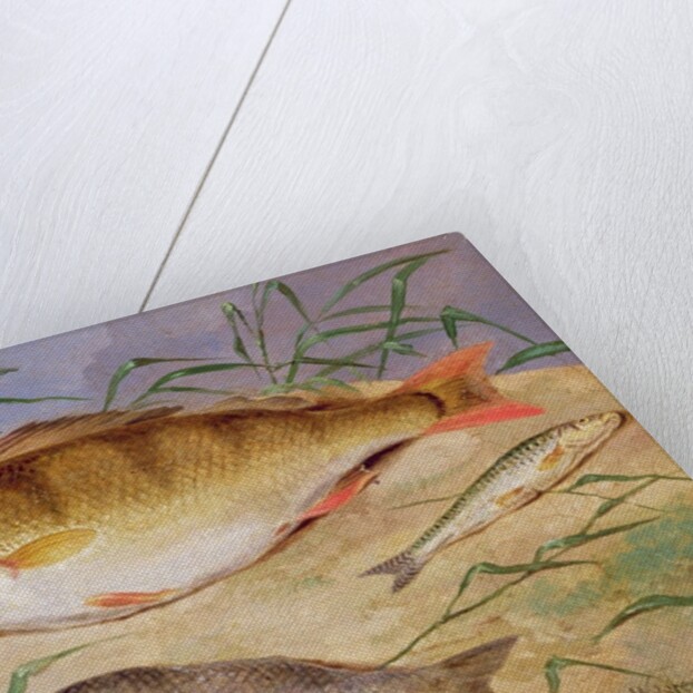 An Angler's Catch of Coarse Fish by D. the Younger Wolstenholme