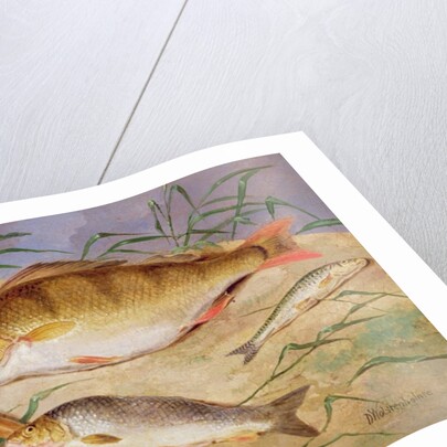 An Angler's Catch of Coarse Fish by D. the Younger Wolstenholme