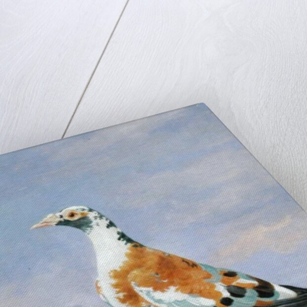 Grizzle Carrier Pigeon by D. the Younger Wolstenholme