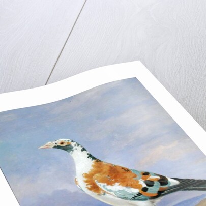 Grizzle Carrier Pigeon by D. the Younger Wolstenholme