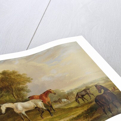 Horses Grazing: A Grey Stallion grazing with Mares in a Meadow by Francis Calcraft Turner