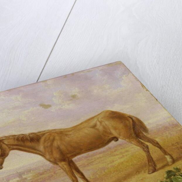 Old Billy, a Draught Horse, Aged 62 by Charles Towne