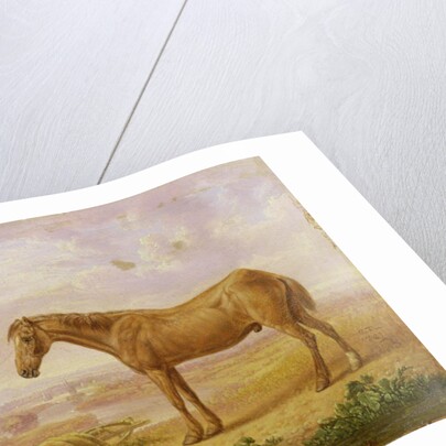 Old Billy, a Draught Horse, Aged 62 by Charles Towne