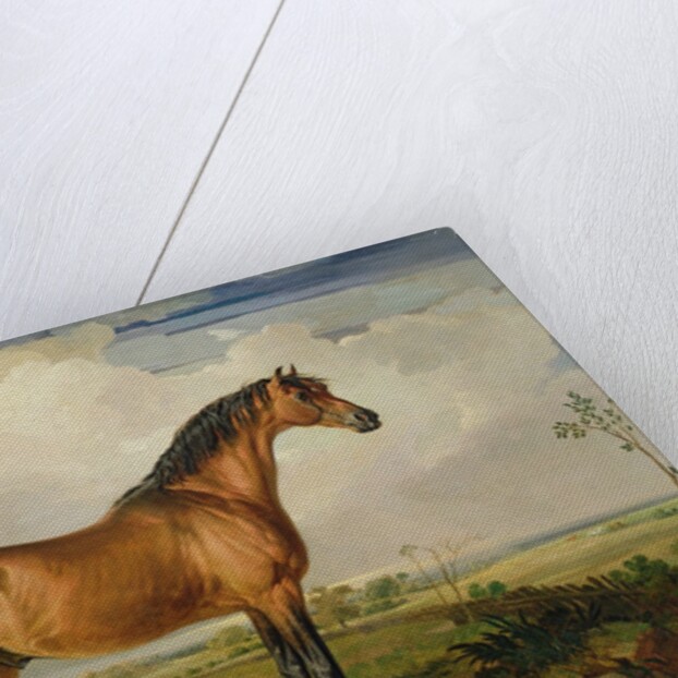 Eagle, a Celebrated Stallion by James Ward