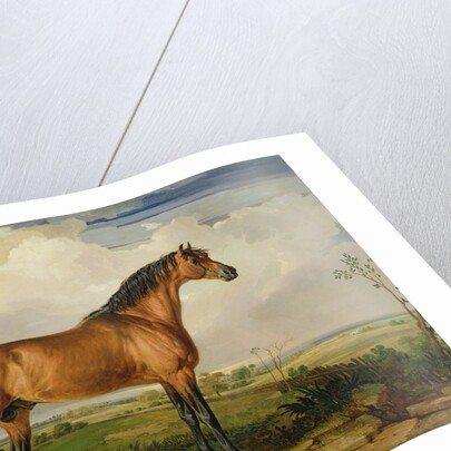 Eagle, a Celebrated Stallion by James Ward