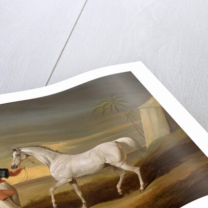Signal, a grey Arab, with a Groom in the Desert by David of York Dalby