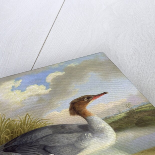 A Dun Diver by Robert Wilkinson Padley