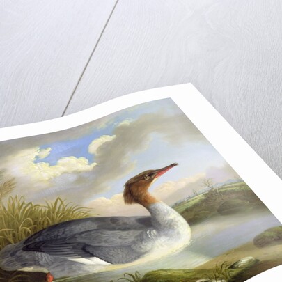 A Dun Diver by Robert Wilkinson Padley