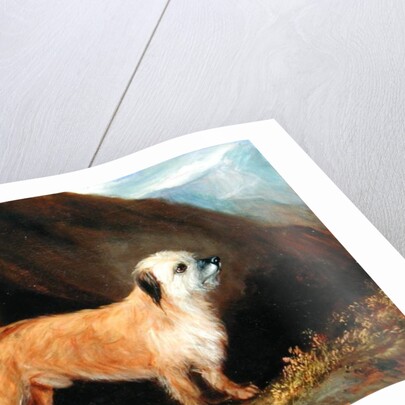 A Dandie Dinmont Terrier, 1848 by John E. Ferneley