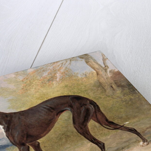 One of George Lane Fox's Winning Greyhounds: the Black and White Greyhound Bitch, Juno, also known as Elizabeth, 1822 by George Garrard