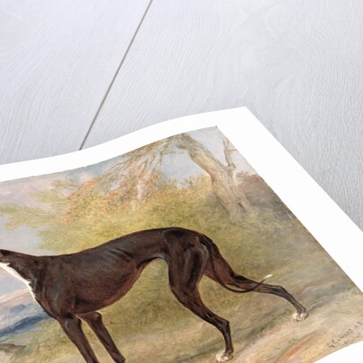 One of George Lane Fox's Winning Greyhounds: the Black and White Greyhound Bitch, Juno, also known as Elizabeth, 1822 by George Garrard