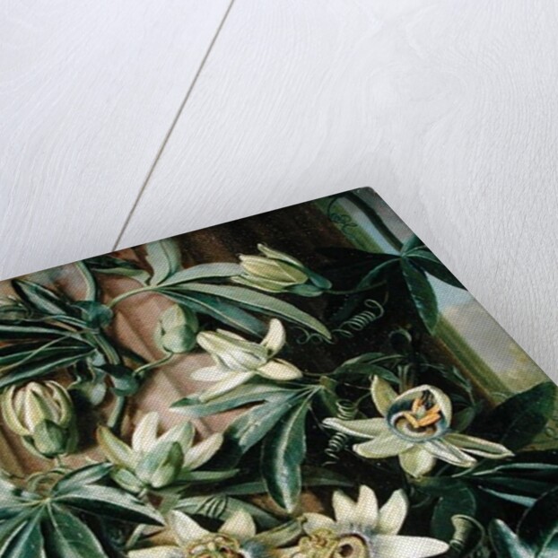 Blue Passion Flower for the 'Temple of Flora' by Robert Thornton, 1800 by Philip Reinagle