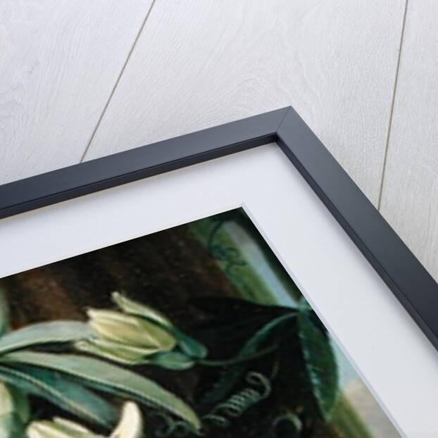 Blue Passion Flower for the 'Temple of Flora' by Robert Thornton, 1800 by Philip Reinagle