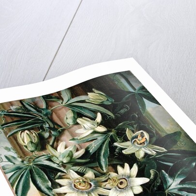 Blue Passion Flower for the 'Temple of Flora' by Robert Thornton, 1800 by Philip Reinagle