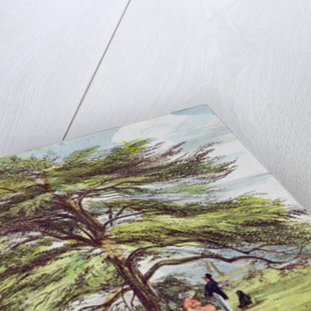 The Lebanon Cedar Tree in the Arboretum, Kew Gardens, plate 21 from 'Kew Gardens: A Series of Twenty-Four Drawings on Stone' by George Ernest (after) Papendiek