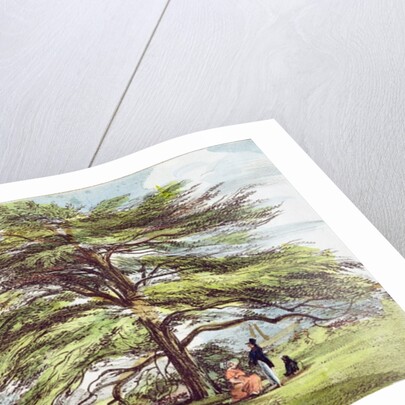 The Lebanon Cedar Tree in the Arboretum, Kew Gardens, plate 21 from 'Kew Gardens: A Series of Twenty-Four Drawings on Stone' by George Ernest (after) Papendiek