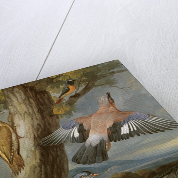 Jay, Green Woodpecker, Pigeons and Redstart, c.1650 by Francis Barlow