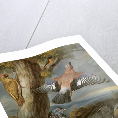 Jay, Green Woodpecker, Pigeons and Redstart, c.1650 by Francis Barlow