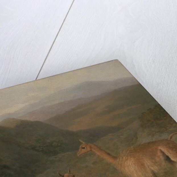 Vicunas, 1831 by Jacques-Laurent Agasse