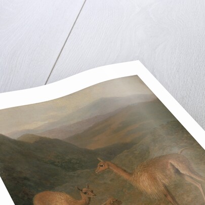 Vicunas, 1831 by Jacques-Laurent Agasse