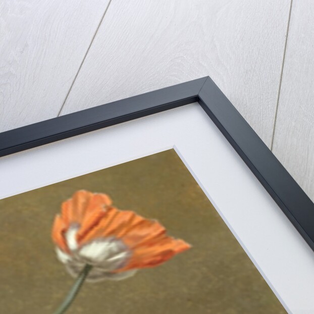 Poppies and Tradascanthus by Swiss School