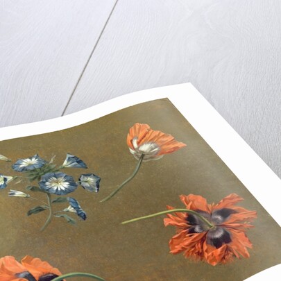 Poppies and Tradascanthus by Swiss School