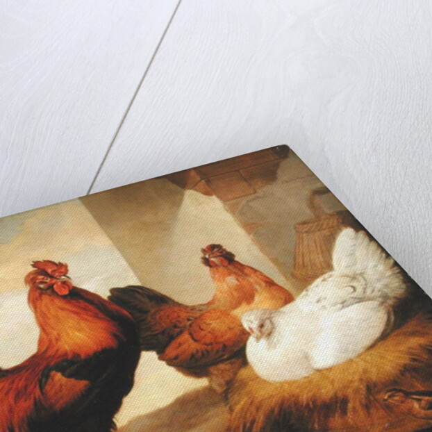 Domestic Cock, Hens and Chicks, 1655 by Francis Barlow