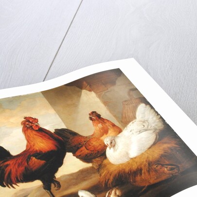 Domestic Cock, Hens and Chicks, 1655 by Francis Barlow