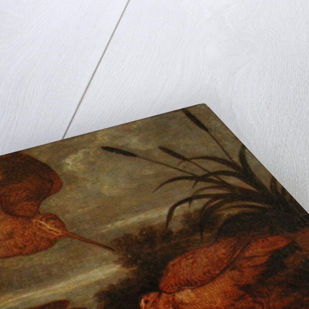 Woodcock at Dusk, c.1676 by Francis Barlow