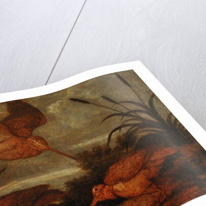 Woodcock at Dusk, c.1676 by Francis Barlow