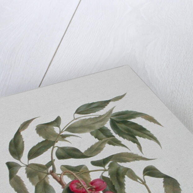 Korsuma by Luigi Balugani