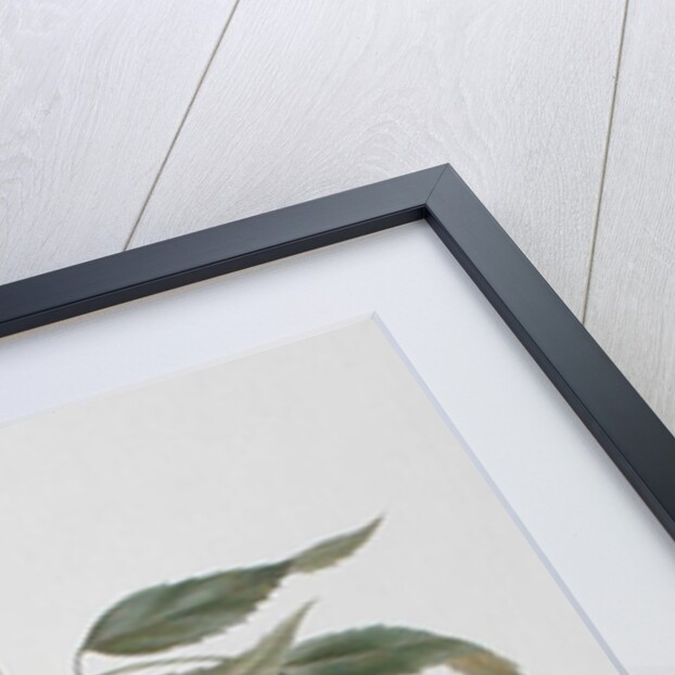 Korsuma by Luigi Balugani