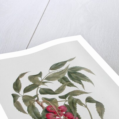 Korsuma by Luigi Balugani