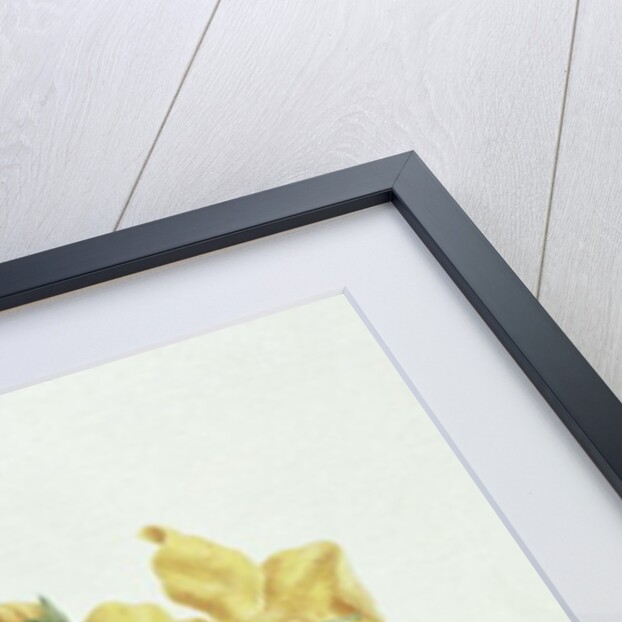 Feel-Fetch by James (1730-94) Bruce