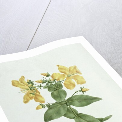 Feel-Fetch by James (1730-94) Bruce