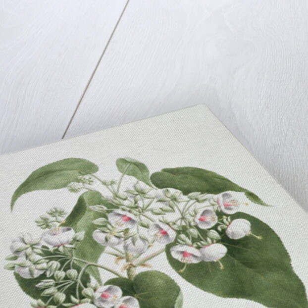 Walkuffa No.5 Dombeya torrida by James (1730-94) Bruce