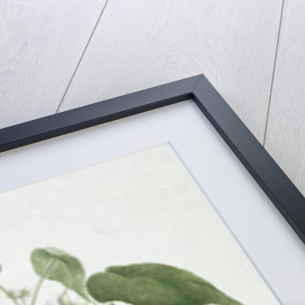 Walkuffa No.5 Dombeya torrida by James (1730-94) Bruce